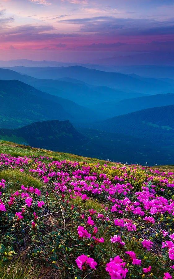 Valley of Flowers